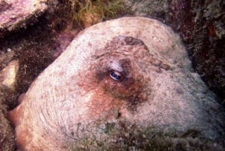  Une pieuvre, en plongée 